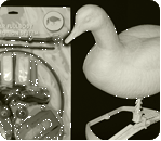 click to see a larger image